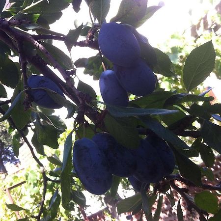 B&B Dai Nonni Comacchio Buitenkant foto